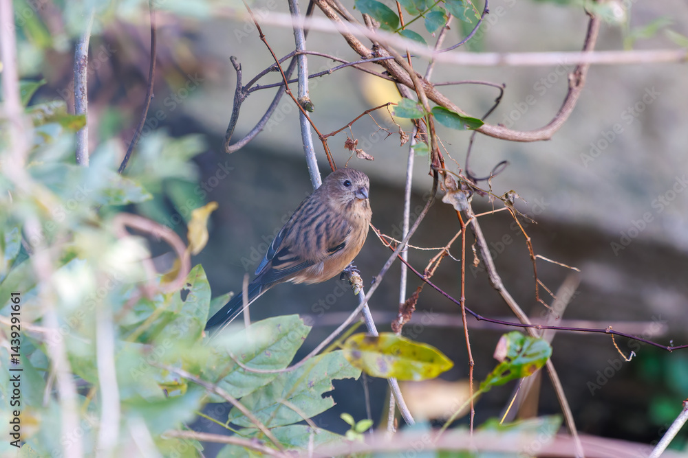 食事中の可愛いベニマシコ(アトリ科)
英名学名:Long-tailed Rosefinch (Uragus sibiricus)
神奈川県清川村、早戸川林道-2025年