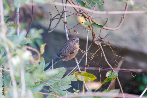 Obraz na płótnie 食事中の可愛いベニマシコ(アトリ科)
英名学名:Long-tailed Rosefinch (Uragus sibiricus)
神奈川県清川村、早戸川林道-2025年
w salonie