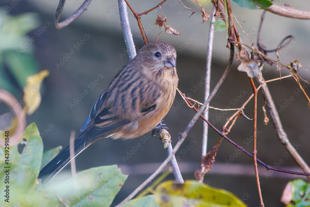 食事中の可愛いベニマシコ(アトリ科)
英名学名:Long-tailed Rosefinch (Uragus sibiricus)
神奈川県清川村、早戸川林道-2025年