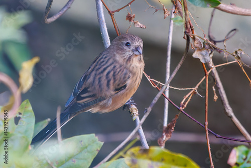 Obraz na płótnie 食事中の可愛いベニマシコ(アトリ科)
英名学名:Long-tailed Rosefinch (Uragus sibiricus)
神奈川県清川村、早戸川林道-2025年
w salonie