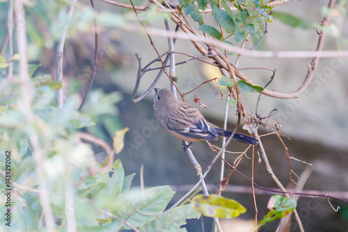 Obraz na płótnie 食事中の可愛いベニマシコ(アトリ科)
英名学名:Long-tailed Rosefinch (Uragus sibiricus)
神奈川県清川村、早戸川林道-2025年
w salonie
