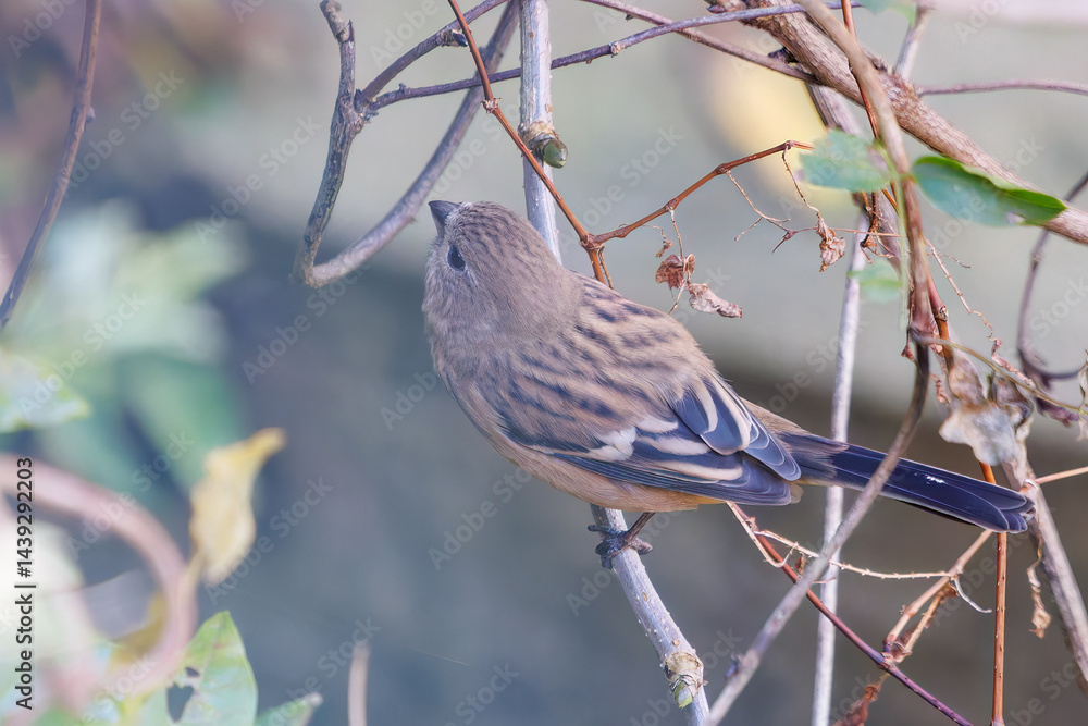 食事中の可愛いベニマシコ(アトリ科)
英名学名:Long-tailed Rosefinch (Uragus sibiricus)
神奈川県清川村、早戸川林道-2025年