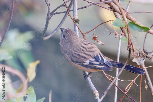 Obraz na płótnie 食事中の可愛いベニマシコ(アトリ科)
英名学名:Long-tailed Rosefinch (Uragus sibiricus)
神奈川県清川村、早戸川林道-2025年
w salonie
