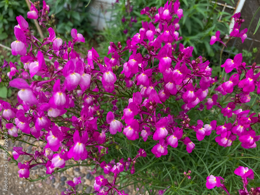 Obraz premium Beautiful pink purple flowers blooming in the fall.
