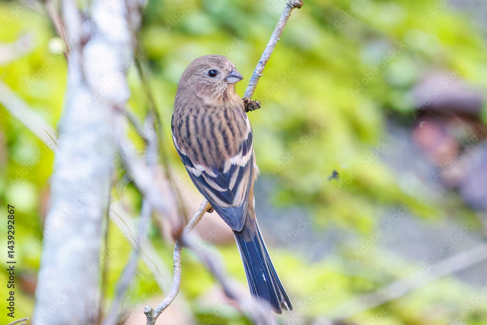 食事中の可愛いベニマシコ(アトリ科)
英名学名:Long-tailed Rosefinch (Uragus sibiricus)
神奈川県清川村、早戸川林道-2025年