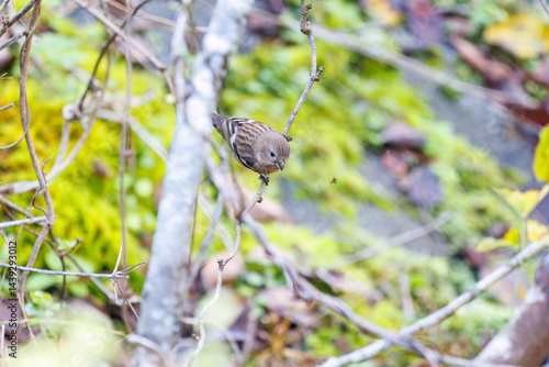 食事中の可愛いベニマシコ（アトリ科）
英名学名：Long-tailed Rosefinch (Uragus sibiricus)
神奈川県清川村、早戸川林道-2025年
