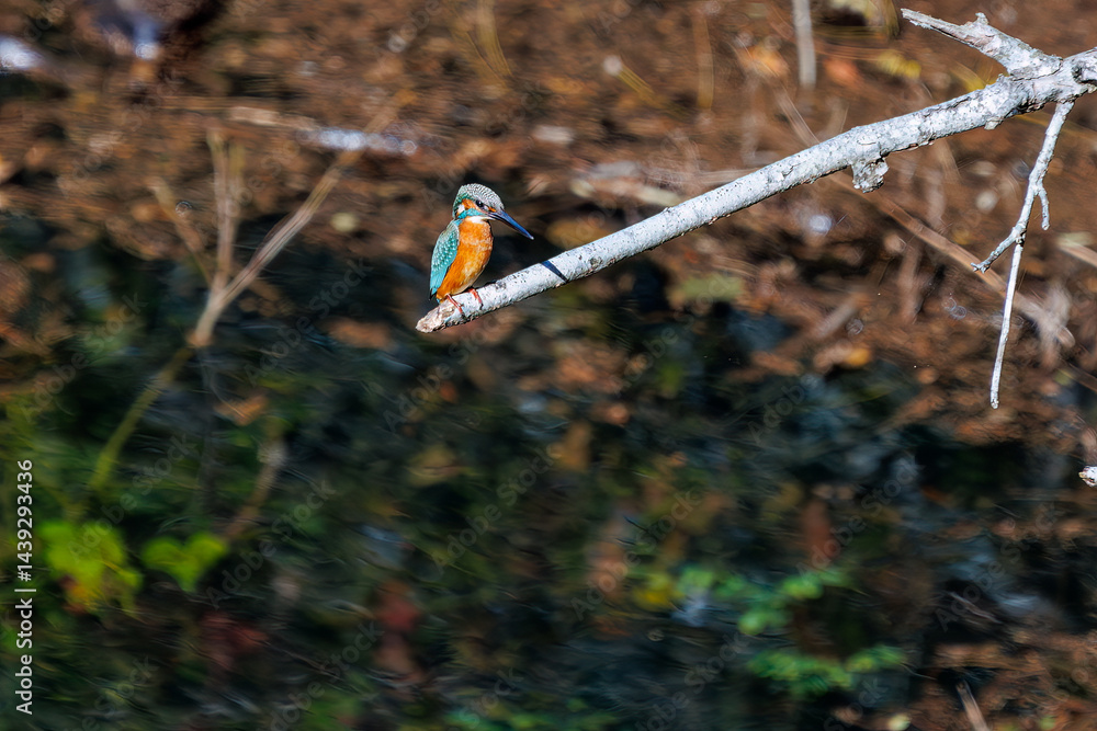 餌を捕らえるために池に飛び込む可愛いカワセミ(カワセミ科)
英名学名:Kingfisher (Alcedo atthis)
紅葉に彩られた美しい宮ヶ瀬湖。
神奈川県清川村、早戸川林道-2025年