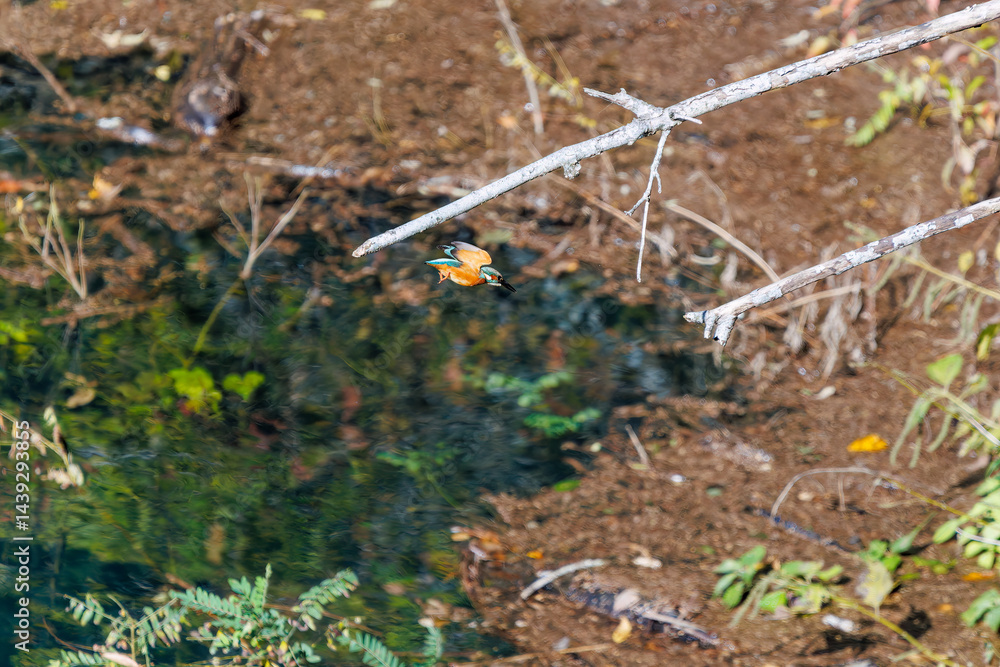 餌を捕らえるために池に飛び込む可愛いカワセミ(カワセミ科)
英名学名:Kingfisher (Alcedo atthis)
紅葉に彩られた美しい宮ヶ瀬湖。
神奈川県清川村、早戸川林道-2025年