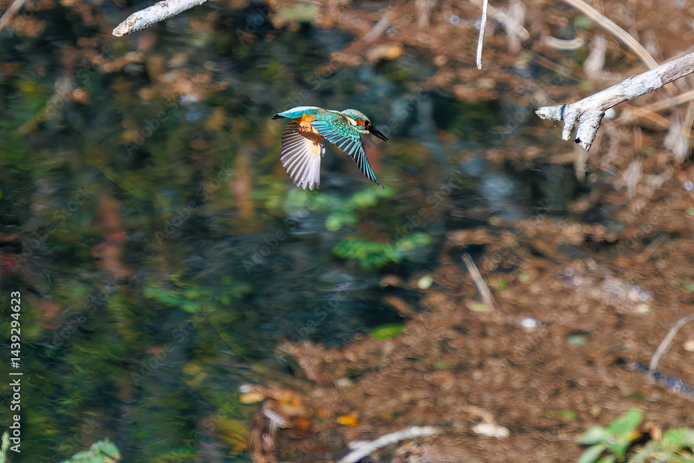 餌を捕らえるために池に飛び込む可愛いカワセミ(カワセミ科)
英名学名:Kingfisher (Alcedo atthis)
紅葉に彩られた美しい宮ヶ瀬湖。
神奈川県清川村、早戸川林道-2025年
