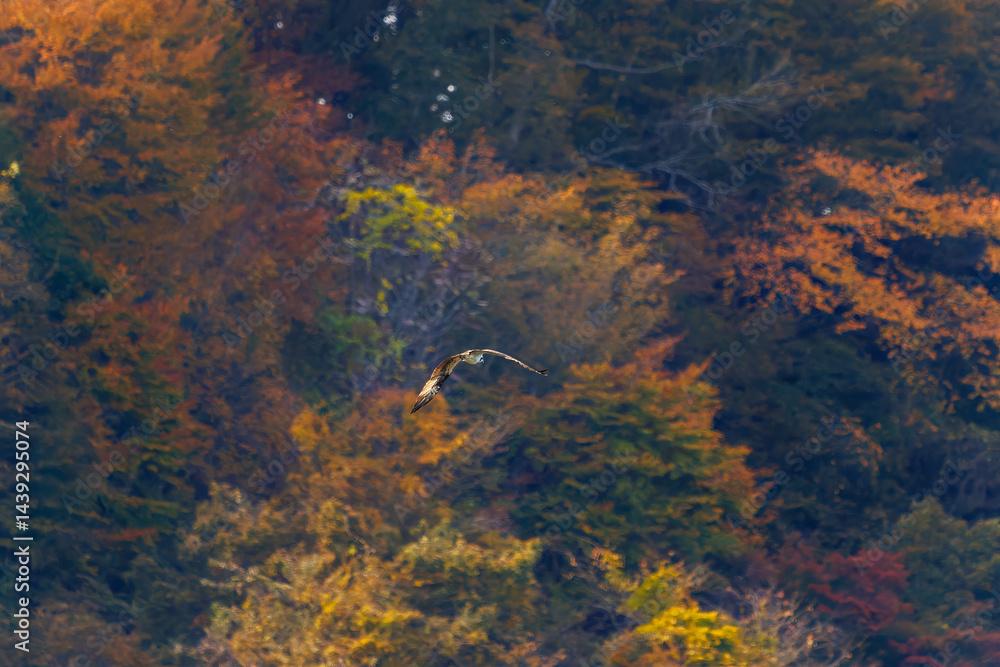 飛翔する美しいミサゴ(タカ科)
英名学名:osprey (Pandion haliaetus)
紅葉に彩られた美しい宮ヶ瀬湖。
神奈川県清川村、早戸川林道-2025年