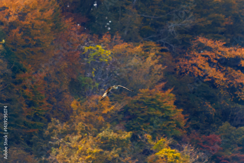 Obraz na płótnie 飛翔する美しいミサゴ(タカ科)
英名学名:osprey (Pandion haliaetus)
紅葉に彩られた美しい宮ヶ瀬湖。
神奈川県清川村、早戸川林道-2025年
w salonie