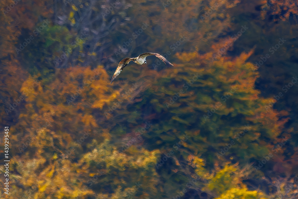飛翔する美しいミサゴ(タカ科)
英名学名:osprey (Pandion haliaetus)
紅葉に彩られた美しい宮ヶ瀬湖。
神奈川県清川村、早戸川林道-2025年
