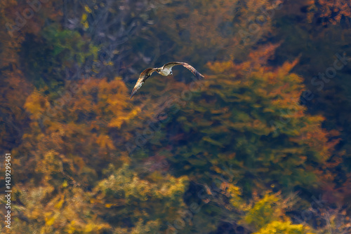 Obraz na płótnie 飛翔する美しいミサゴ(タカ科)
英名学名:osprey (Pandion haliaetus)
紅葉に彩られた美しい宮ヶ瀬湖。
神奈川県清川村、早戸川林道-2025年
w salonie