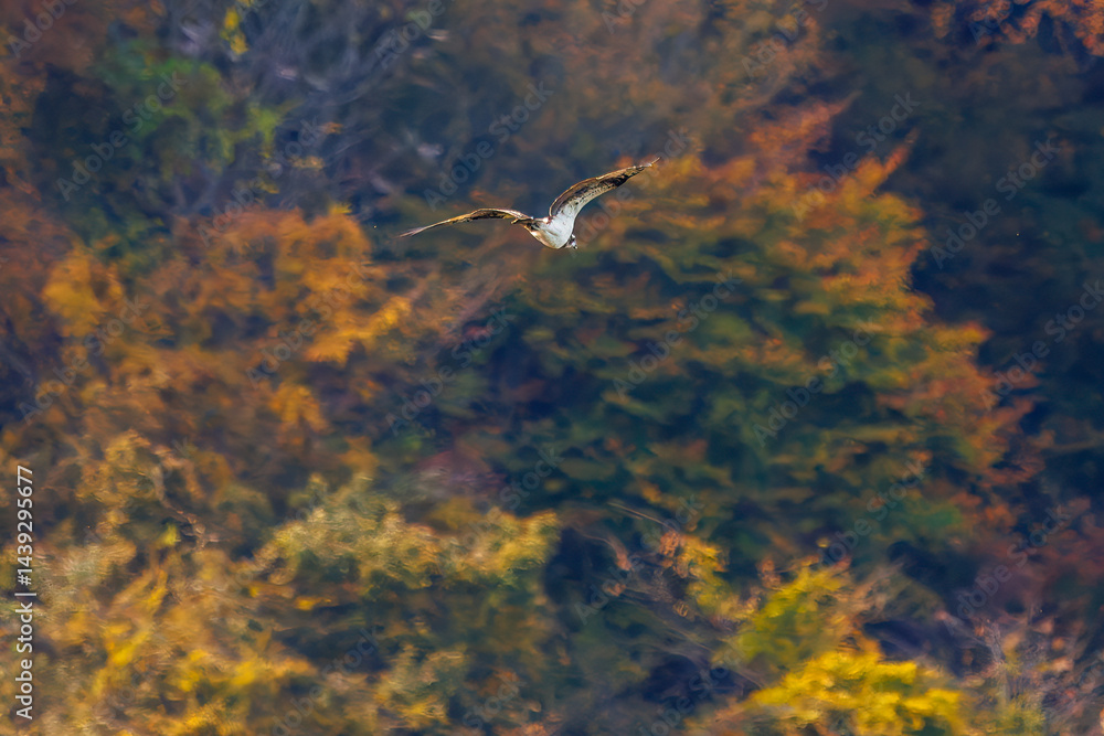 飛翔する美しいミサゴ(タカ科)
英名学名:osprey (Pandion haliaetus)
紅葉に彩られた美しい宮ヶ瀬湖。
神奈川県清川村、早戸川林道-2025年