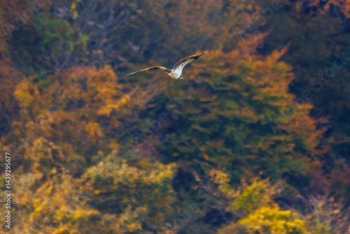 Obraz na płótnie 飛翔する美しいミサゴ(タカ科)
英名学名:osprey (Pandion haliaetus)
紅葉に彩られた美しい宮ヶ瀬湖。
神奈川県清川村、早戸川林道-2025年
w salonie