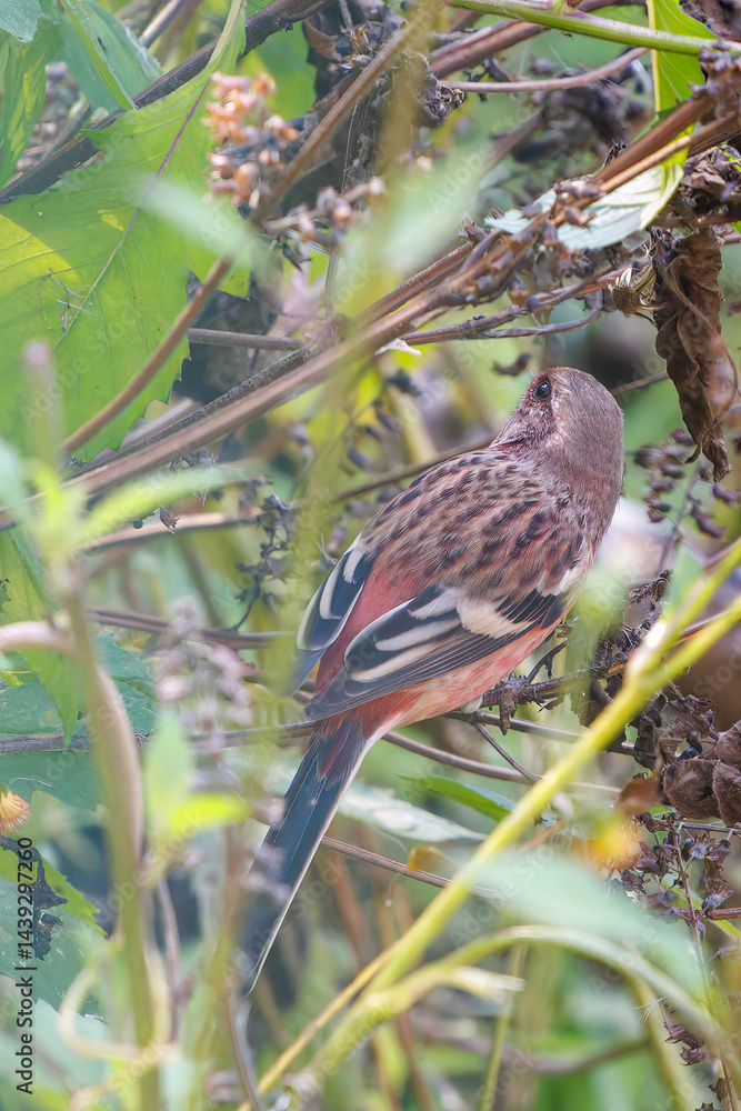 食事中の可愛いベニマシコ(アトリ科)
英名学名:Long-tailed Rosefinch (Uragus sibiricus)
神奈川県清川村、早戸川林道-2025年