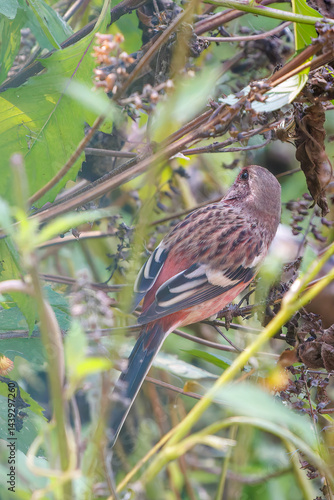 Obraz na płótnie 食事中の可愛いベニマシコ(アトリ科)
英名学名:Long-tailed Rosefinch (Uragus sibiricus)
神奈川県清川村、早戸川林道-2025年
w salonie