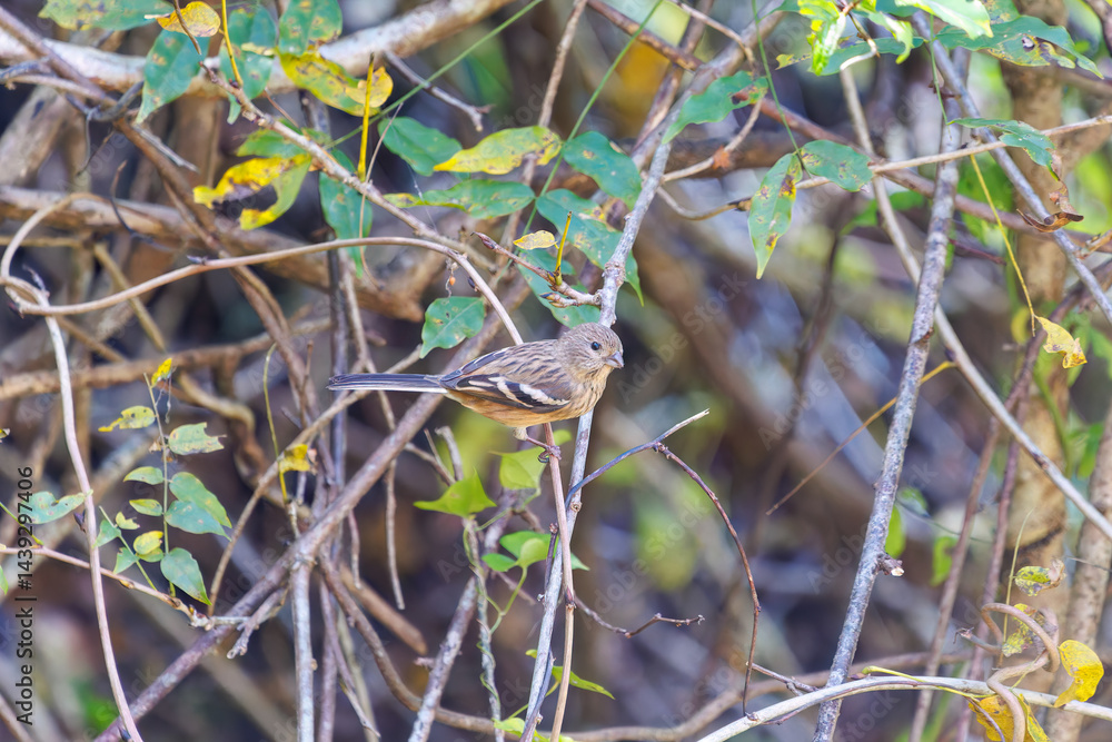 食事中の可愛いベニマシコ(アトリ科)
英名学名:Long-tailed Rosefinch (Uragus sibiricus)
神奈川県清川村、早戸川林道-2025年