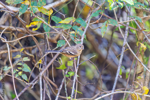 Obraz na płótnie 食事中の可愛いベニマシコ(アトリ科)
英名学名:Long-tailed Rosefinch (Uragus sibiricus)
神奈川県清川村、早戸川林道-2025年
w salonie