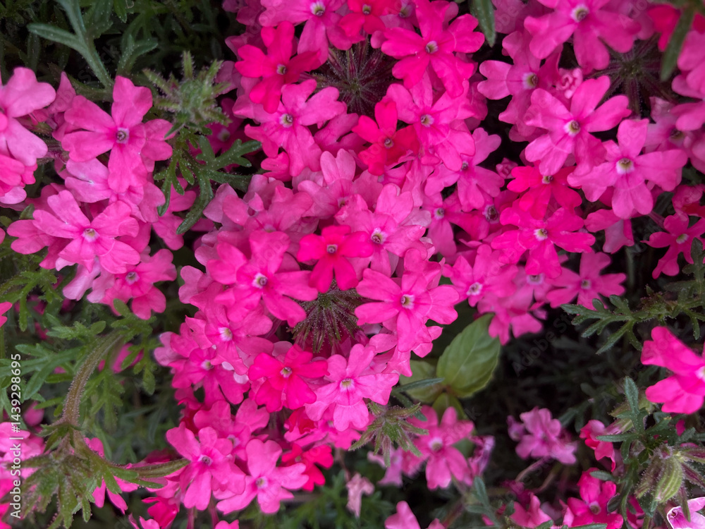Beautiful Red Pink flowers blooming in the Spring. Beautiful Red Pink flowers blooming in the Spring.