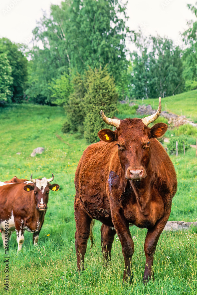 Dairy cows on a grass meadow a summer day in the countryside Dairy cows on a grass meadow a summer day in the countryside