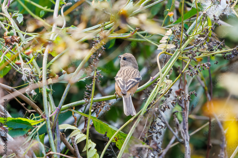 食事中の可愛いベニマシコ(アトリ科)
英名学名:Long-tailed Rosefinch (Uragus sibiricus)
神奈川県清川村、早戸川林道-2025年