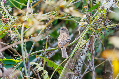 食事中の可愛いベニマシコ（アトリ科）
英名学名：Long-tailed Rosefinch (Uragus sibiricus)
神奈川県清川村、早戸川林道-2025年
