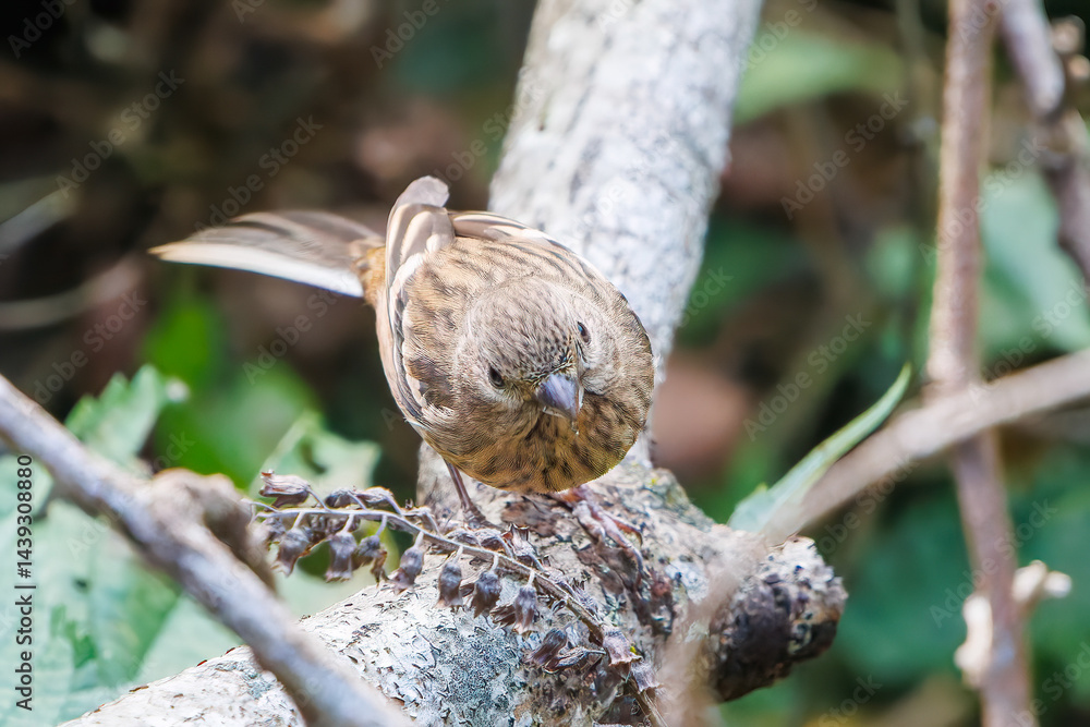 食事中の可愛いベニマシコ(アトリ科)
英名学名:Long-tailed Rosefinch (Uragus sibiricus)
神奈川県清川村、早戸川林道-2025年