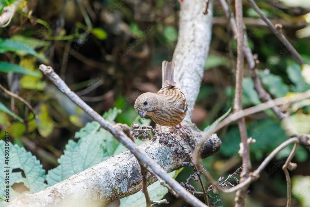 食事中の可愛いベニマシコ(アトリ科)
英名学名:Long-tailed Rosefinch (Uragus sibiricus)
神奈川県清川村、早戸川林道-2025年