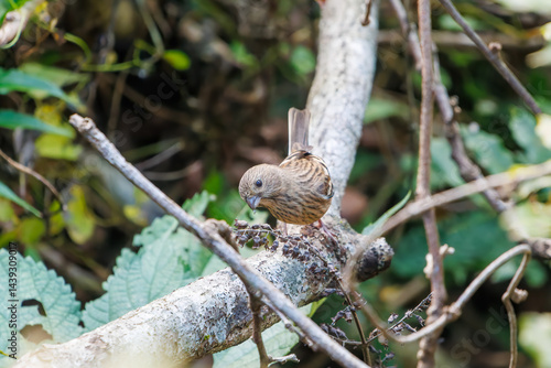 Obraz na płótnie 食事中の可愛いベニマシコ(アトリ科)
英名学名:Long-tailed Rosefinch (Uragus sibiricus)
神奈川県清川村、早戸川林道-2025年
w salonie