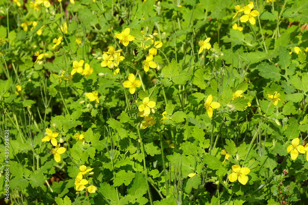 Obraz premium Yellow flowers of greater celandine (Chelidonium majus), poppy family (Papaveraceae). Dutch garden, April, Netherlands.