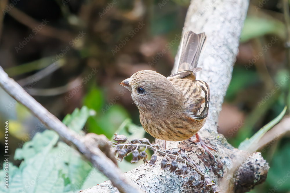 食事中の可愛いベニマシコ(アトリ科)
英名学名:Long-tailed Rosefinch (Uragus sibiricus)
神奈川県清川村、早戸川林道-2025年
