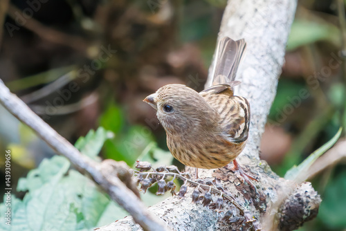 食事中の可愛いベニマシコ（アトリ科）
英名学名：Long-tailed Rosefinch (Uragus sibiricus)
神奈川県清川村、早戸川林道-2025年
