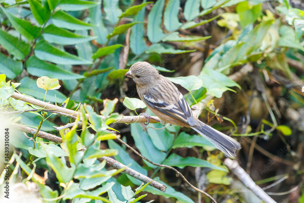 食事中の可愛いベニマシコ(アトリ科)
英名学名:Long-tailed Rosefinch (Uragus sibiricus)
神奈川県清川村、早戸川林道-2025年