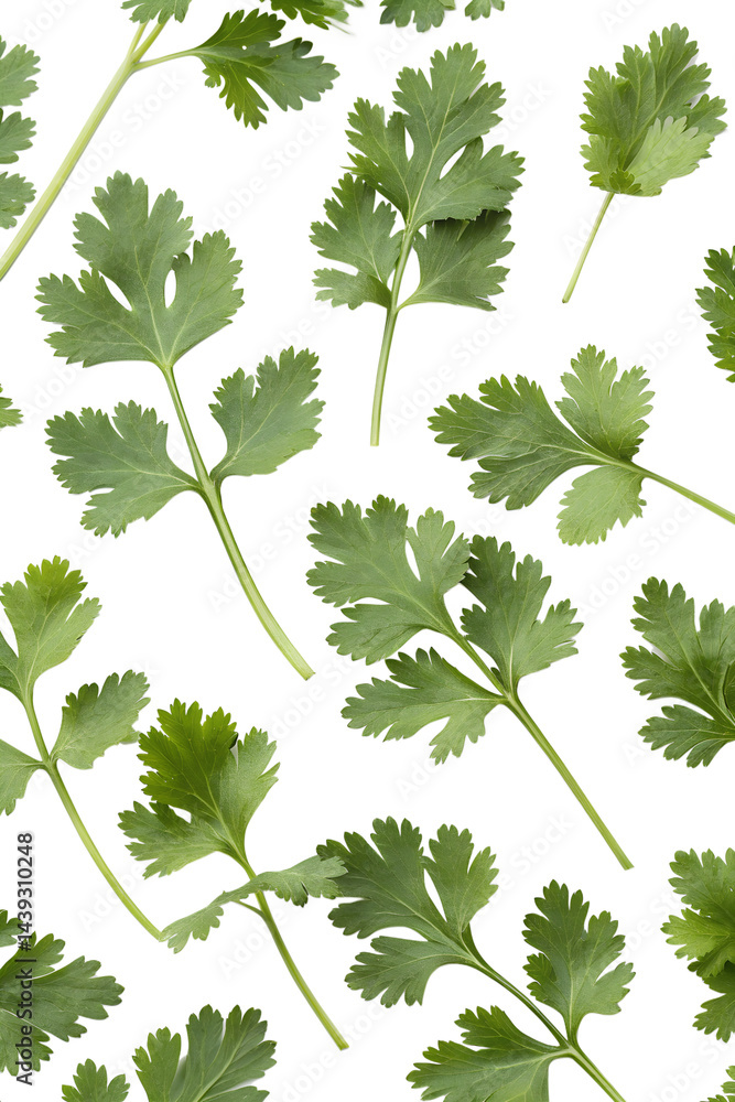 seamless pattern with coriander leaves seamless pattern with coriander leaves