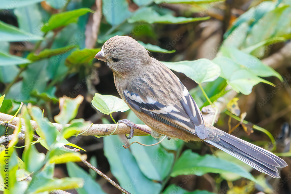 食事中の可愛いベニマシコ(アトリ科)
英名学名:Long-tailed Rosefinch (Uragus sibiricus)
神奈川県清川村、早戸川林道-2025年