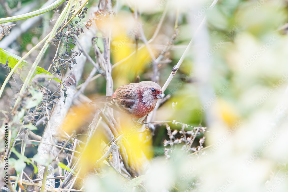 食事中の可愛いベニマシコ(アトリ科)
英名学名:Long-tailed Rosefinch (Uragus sibiricus)
神奈川県清川村、早戸川林道-2025年