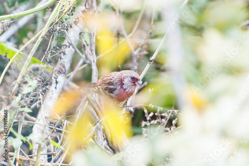 Obraz na płótnie 食事中の可愛いベニマシコ(アトリ科)
英名学名:Long-tailed Rosefinch (Uragus sibiricus)
神奈川県清川村、早戸川林道-2025年
w salonie