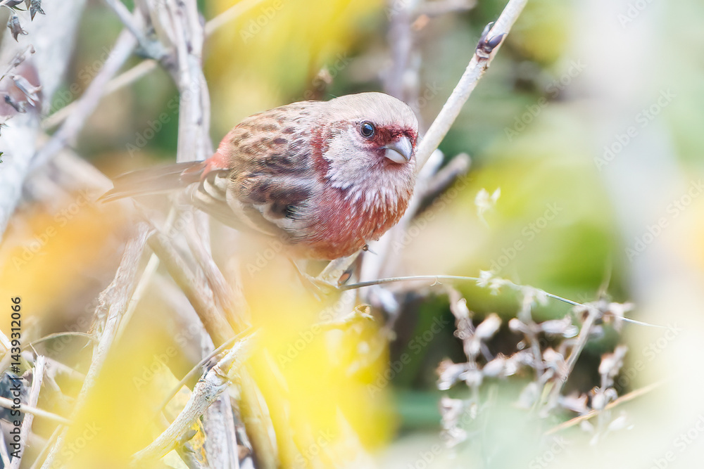 食事中の可愛いベニマシコ(アトリ科)
英名学名:Long-tailed Rosefinch (Uragus sibiricus)
神奈川県清川村、早戸川林道-2025年