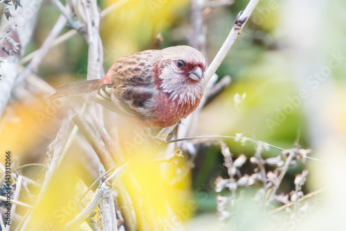 Obraz na płótnie 食事中の可愛いベニマシコ(アトリ科)
英名学名:Long-tailed Rosefinch (Uragus sibiricus)
神奈川県清川村、早戸川林道-2025年
w salonie