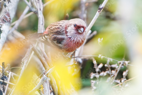 食事中の可愛いベニマシコ（アトリ科）
英名学名：Long-tailed Rosefinch (Uragus sibiricus)
神奈川県清川村、早戸川林道-2025年
