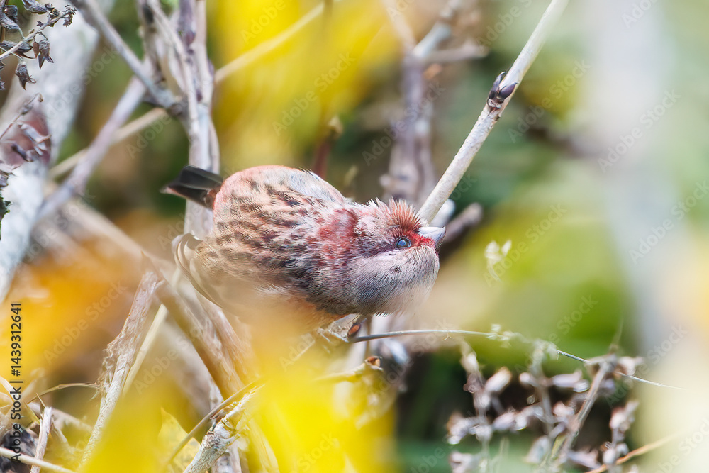食事中の可愛いベニマシコ(アトリ科)
英名学名:Long-tailed Rosefinch (Uragus sibiricus)
神奈川県清川村、早戸川林道-2025年