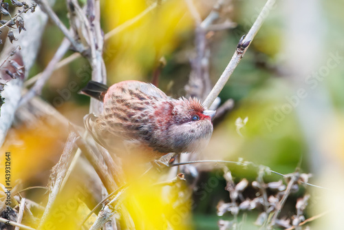 Obraz na płótnie 食事中の可愛いベニマシコ(アトリ科)
英名学名:Long-tailed Rosefinch (Uragus sibiricus)
神奈川県清川村、早戸川林道-2025年
w salonie