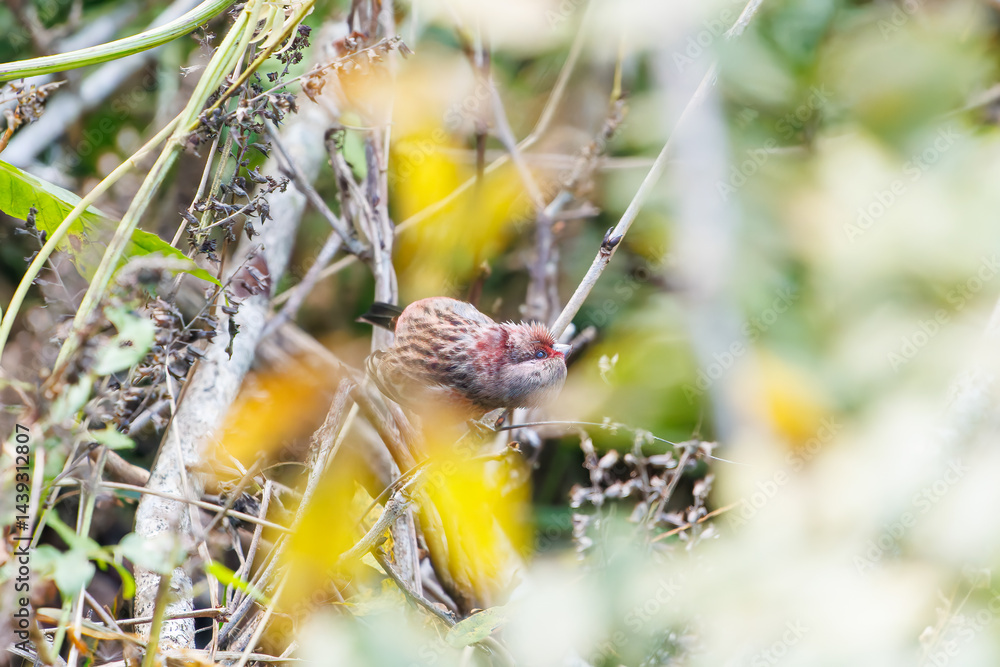 食事中の可愛いベニマシコ(アトリ科)
英名学名:Long-tailed Rosefinch (Uragus sibiricus)
神奈川県清川村、早戸川林道-2025年