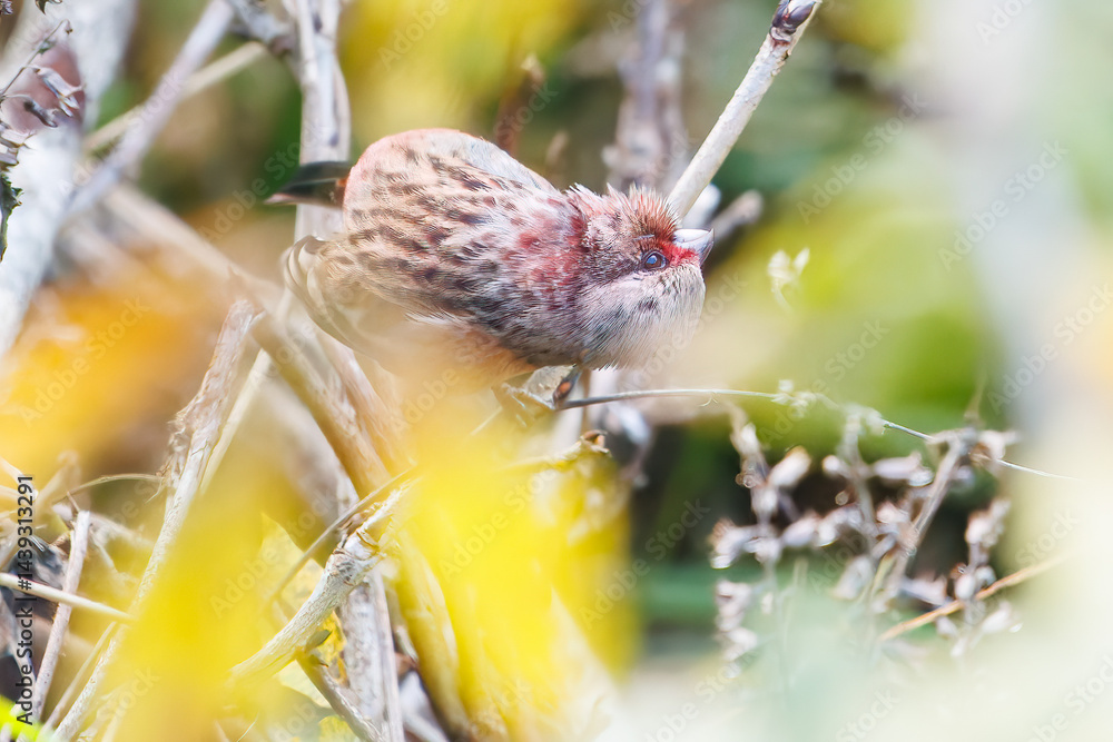 食事中の可愛いベニマシコ(アトリ科)
英名学名:Long-tailed Rosefinch (Uragus sibiricus)
神奈川県清川村、早戸川林道-2025年
