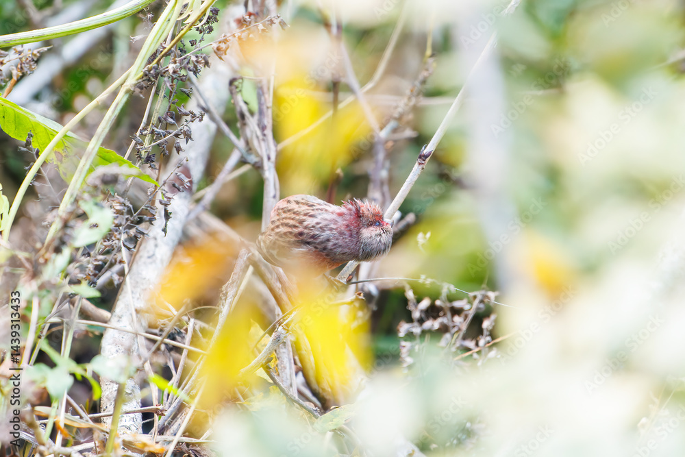食事中の可愛いベニマシコ(アトリ科)
英名学名:Long-tailed Rosefinch (Uragus sibiricus)
神奈川県清川村、早戸川林道-2025年