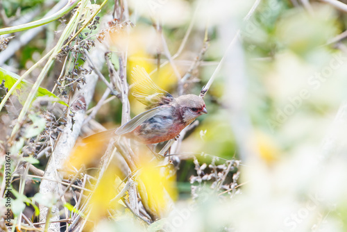 食事中の可愛いベニマシコ（アトリ科）
英名学名：Long-tailed Rosefinch (Uragus sibiricus)
神奈川県清川村、早戸川林道-2025年
