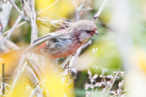 食事中の可愛いベニマシコ（アトリ科）
英名学名：Long-tailed Rosefinch (Uragus sibiricus)
神奈川県清川村、早戸川林道-2025年
