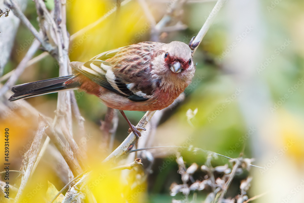食事中の可愛いベニマシコ(アトリ科)
英名学名:Long-tailed Rosefinch (Uragus sibiricus)
神奈川県清川村、早戸川林道-2025年