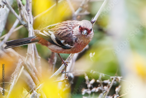 Obraz na płótnie 食事中の可愛いベニマシコ(アトリ科)
英名学名:Long-tailed Rosefinch (Uragus sibiricus)
神奈川県清川村、早戸川林道-2025年
w salonie